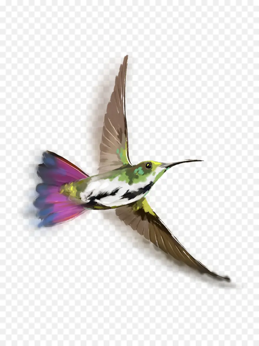 Colibri，Pássaro PNG