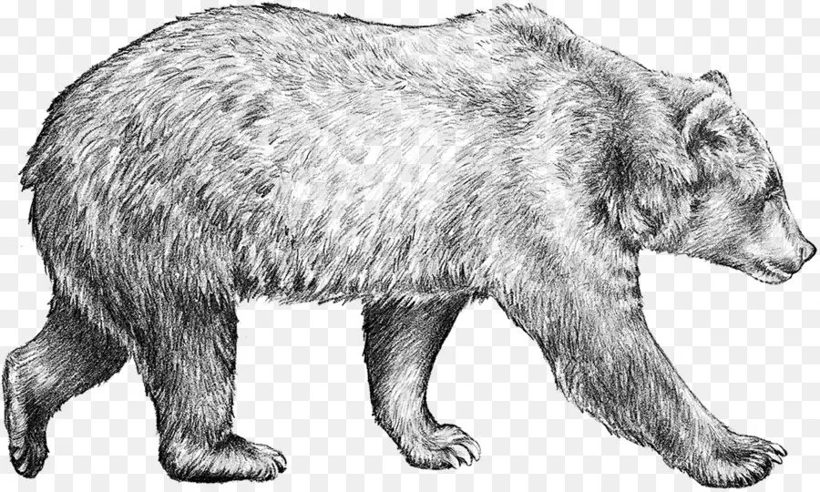 Urso，Urso Marrom PNG