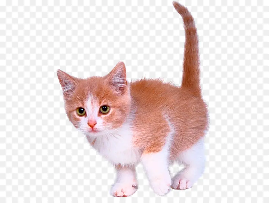 Gatinho，Gato PNG