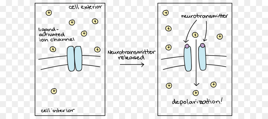 Neurotransmissor，Diagrama De PNG