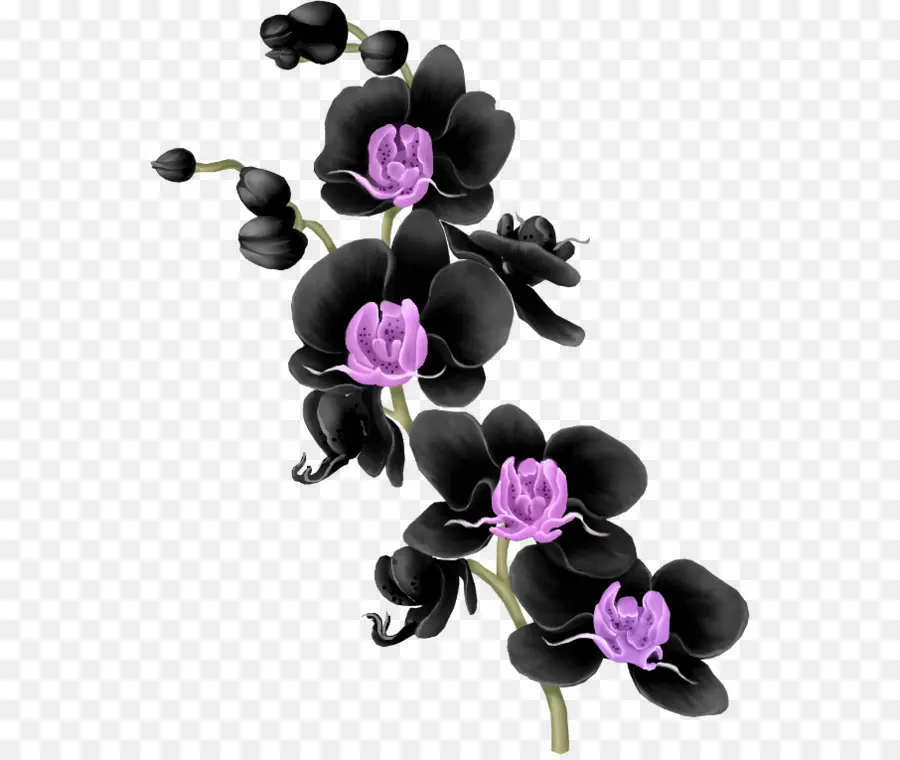 Traça Orquídeas，Design Floral PNG