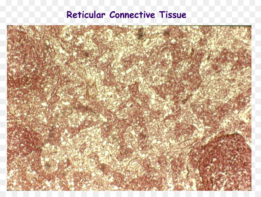 Tecido Conjuntivo Reticular，Tecido PNG