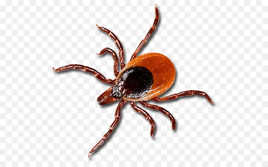 Tick，A Doença De Lyme PNG