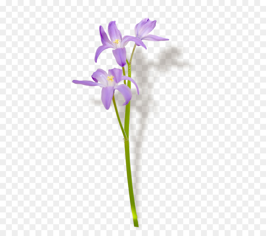 Flores Roxas，Folhas Verdes PNG