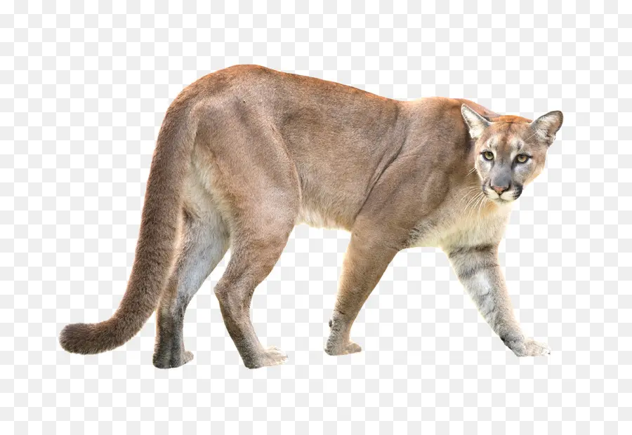 Puma，Selvagem PNG