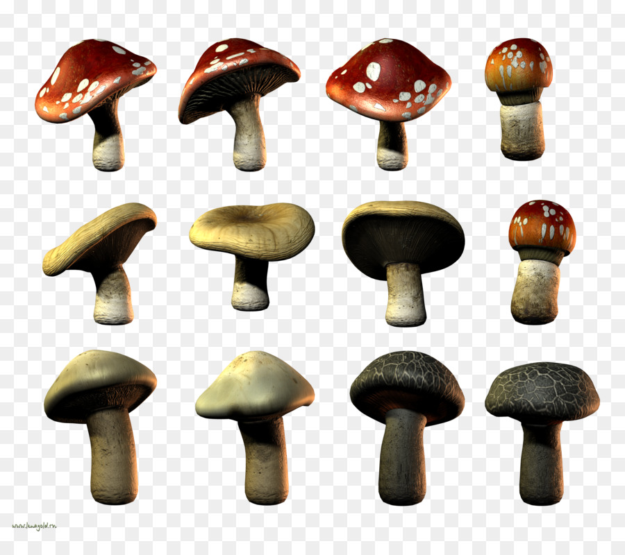 Cogumelos，Fungos PNG