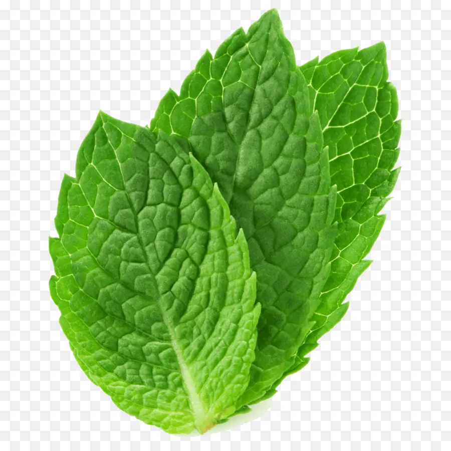 Hortelã Pimenta，Mentha Spicata PNG