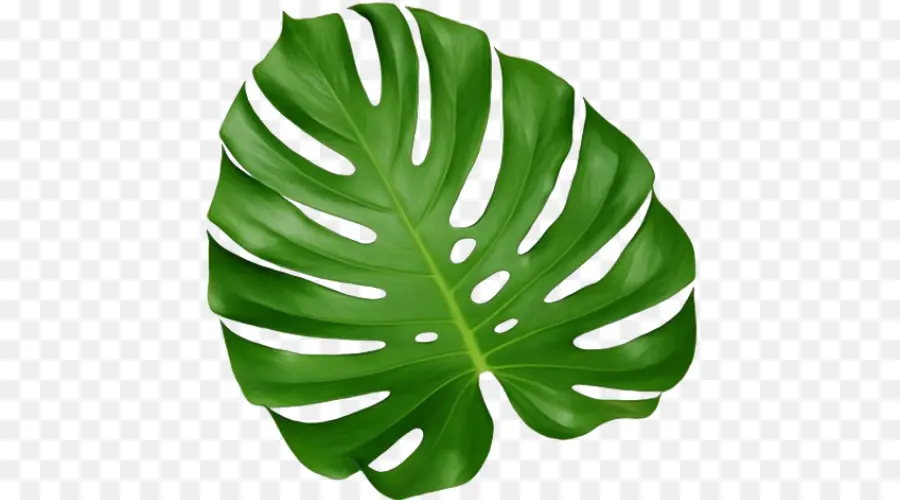 Folha，Monstera PNG