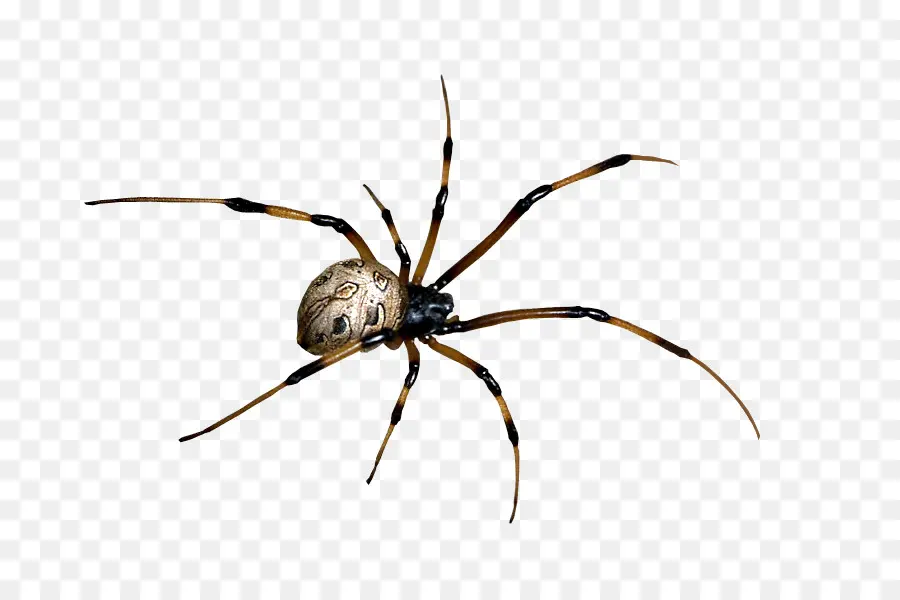 Aranha，Teia De Aranha PNG