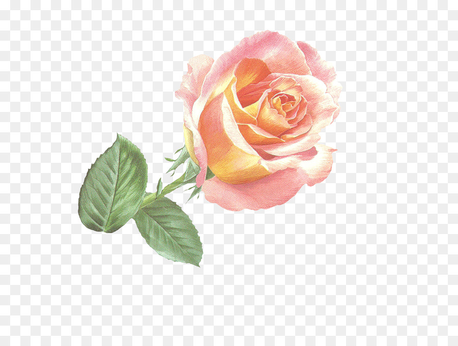 Rosa Pêssego，Florescer PNG