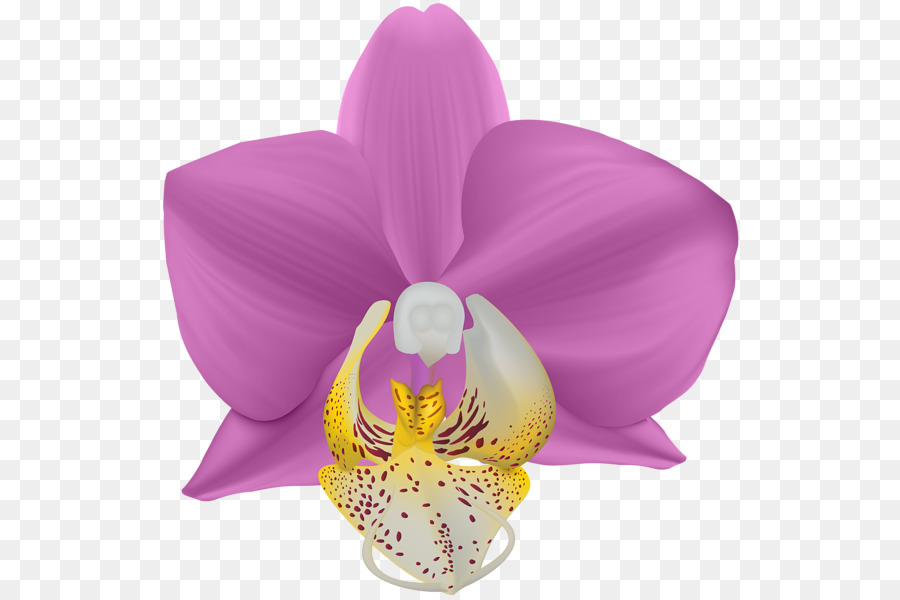 Traça Orquídeas，Lilás PNG