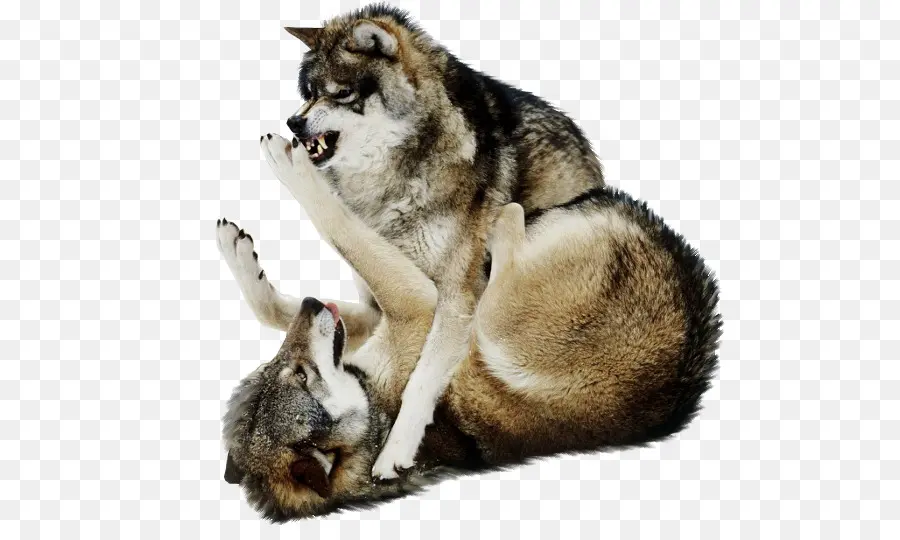 Lobos，Combate PNG