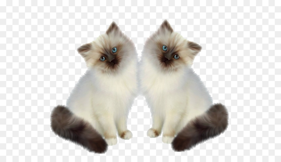 Siamese Cat，Gato Persa PNG