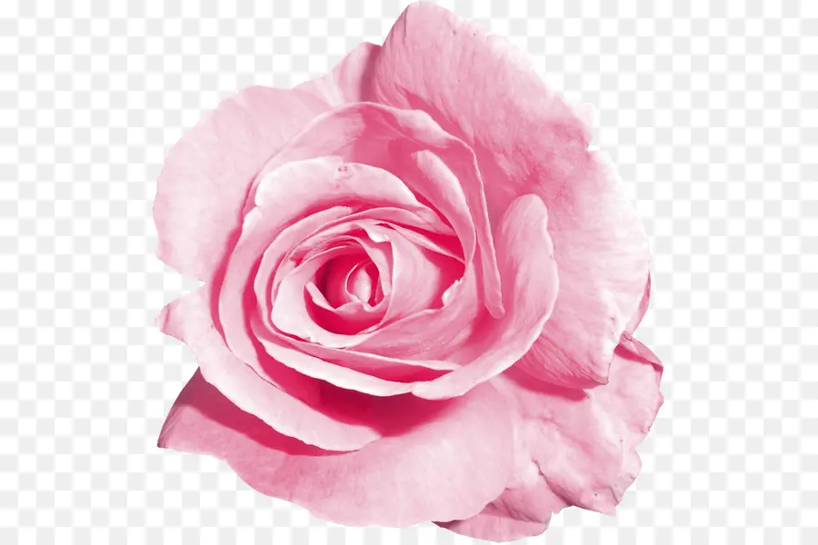 Rosa Rosa，Florescer PNG