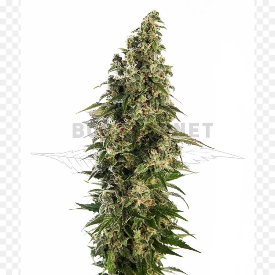 Planta De Cannabis，Folhas PNG