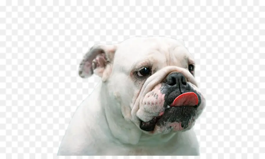 Bulldog，Brinquedo Bulldog PNG