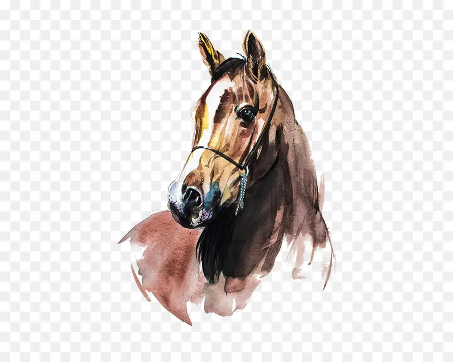 Cavalo árabe，Pintura PNG