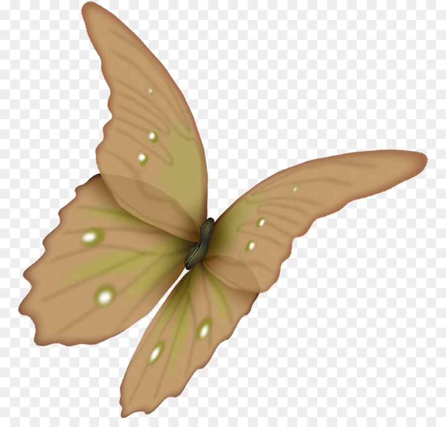 Borboleta，Flor PNG