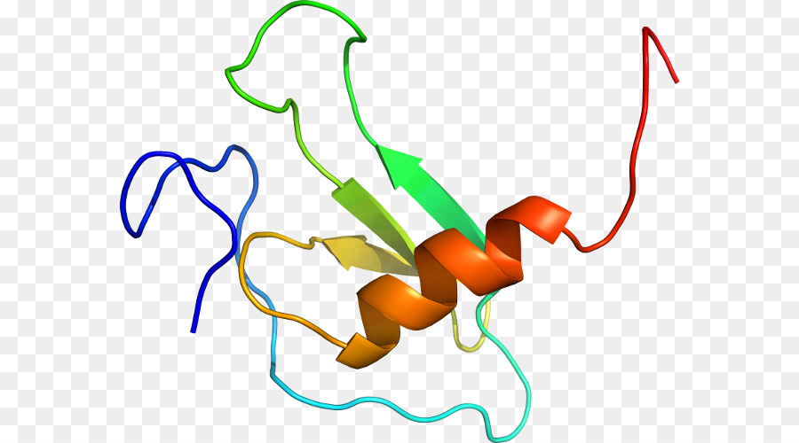 Proteína，Molécula PNG