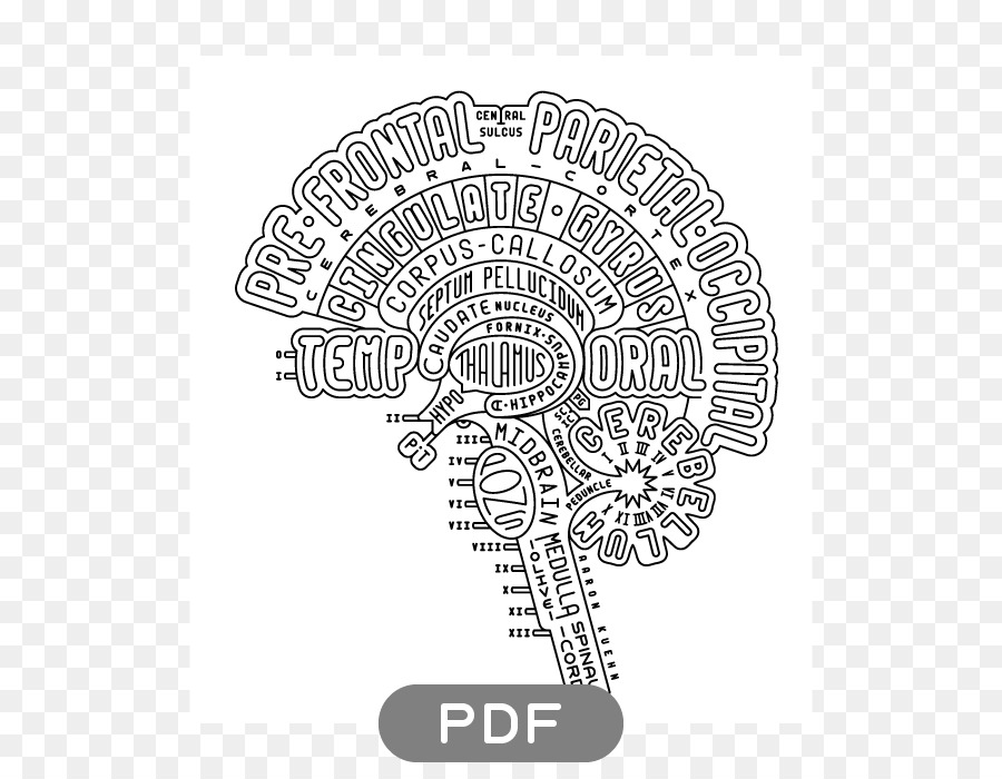 Diagrama Cerebral，Anatomia PNG