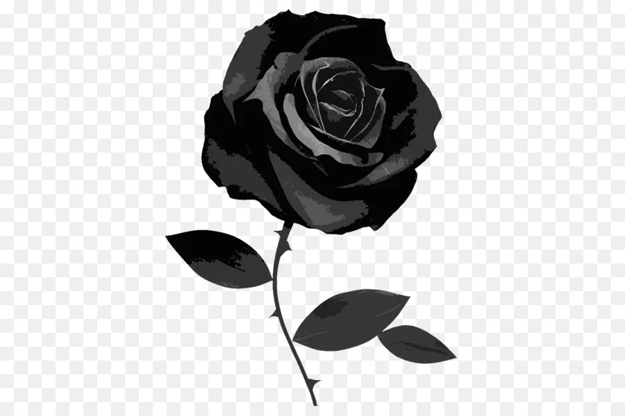 Black Rose，Rosa PNG