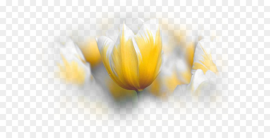 Tulip，Flor PNG