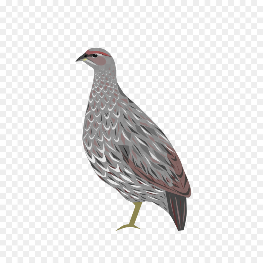 Mabla Montanhas，Aves PNG