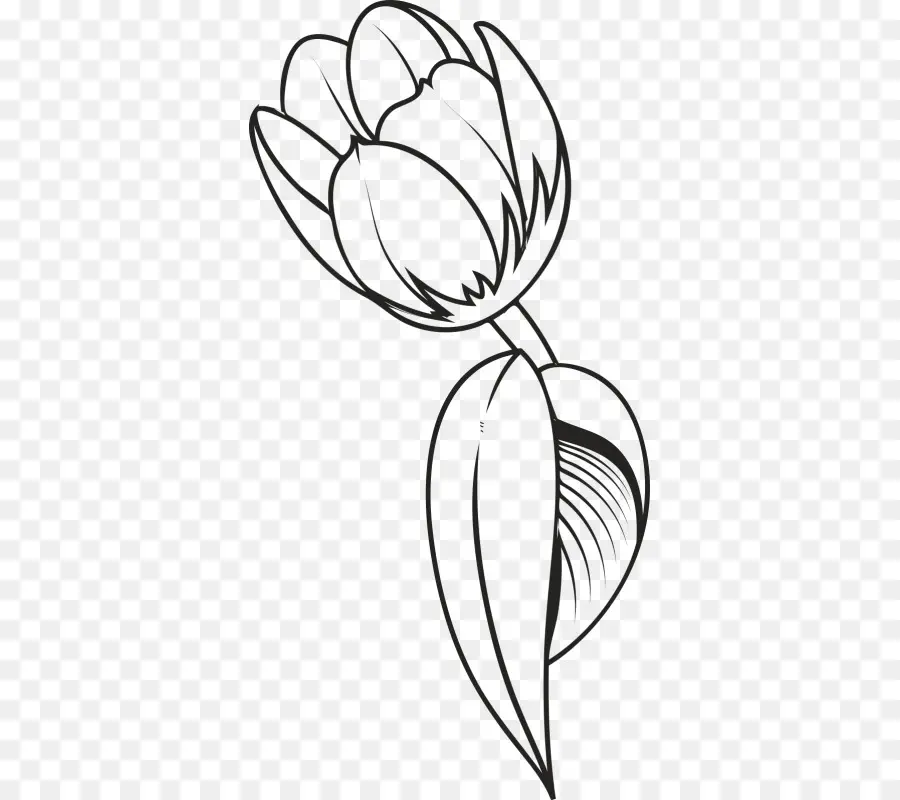 Desenho，Tulip PNG