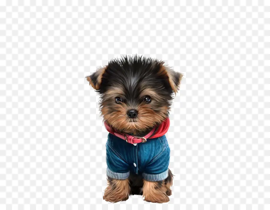 Yorkshire Terrier，Australiano Silky Terrier PNG