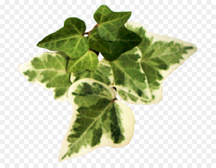 Folhas Verdes，Plantar PNG