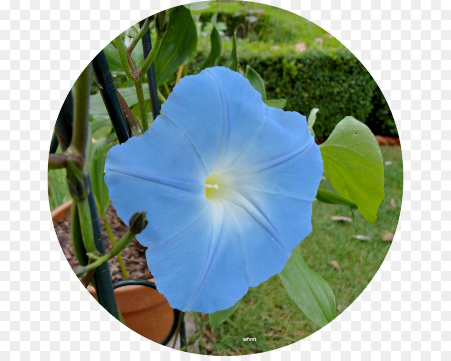 Ipomoea Violacea，Azul Cobalto PNG