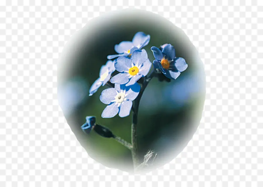 Myosotis Sylvatica，Flor PNG