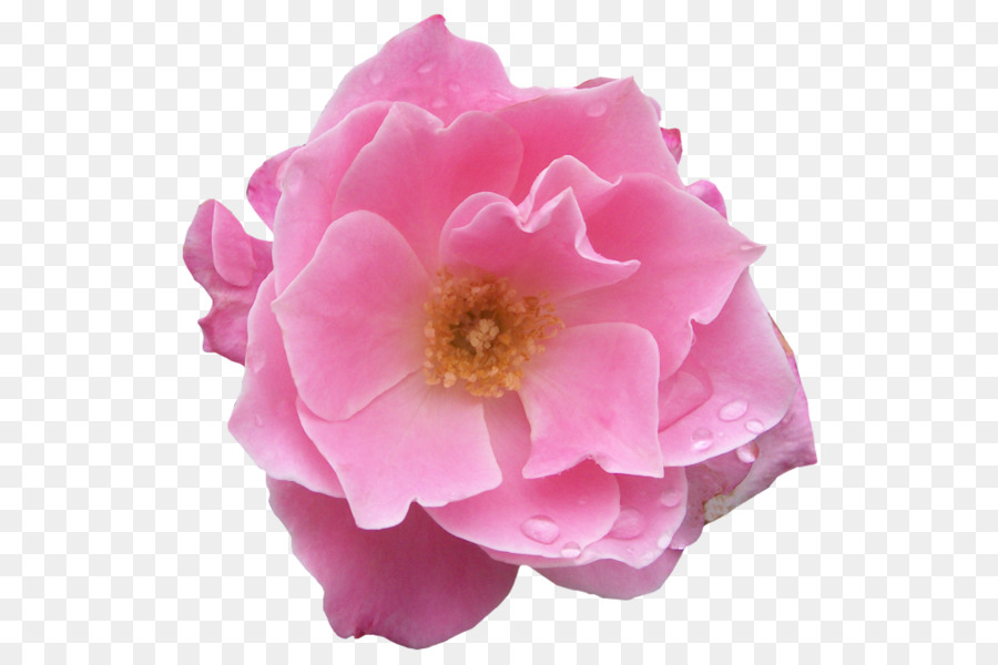 Rosa Rosa E Roxa，Rosa PNG