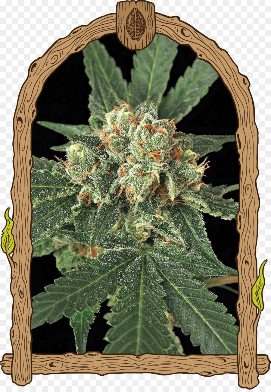 Cannabis，Maconha PNG