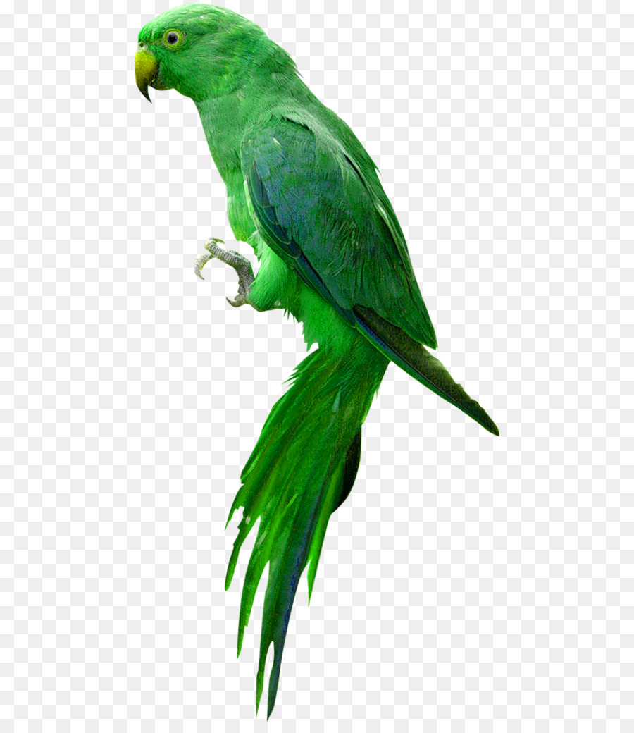 Papagaio Verde，Pássaro PNG