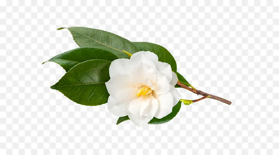 Camellia Sinensis，Chá PNG