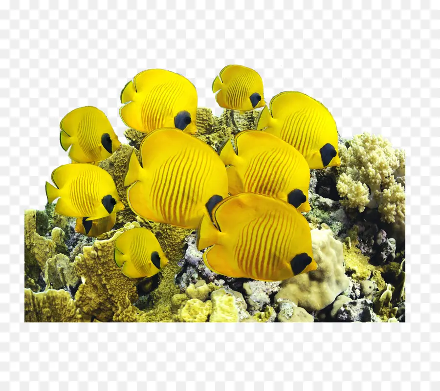 Os Peixes De água Salgada，Yellow Tang PNG