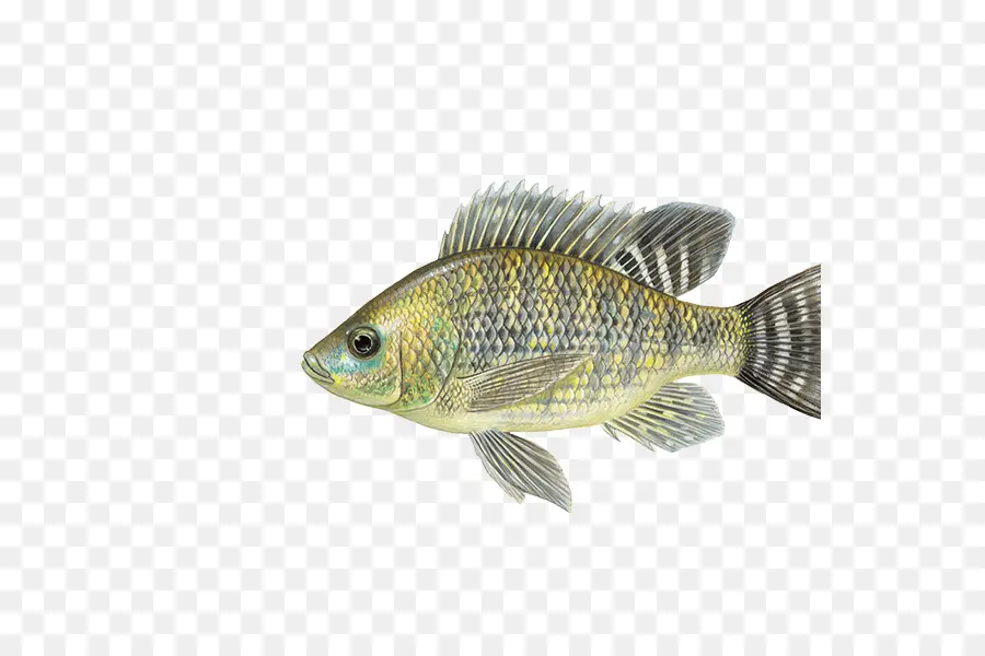 Peixe，Aquático PNG