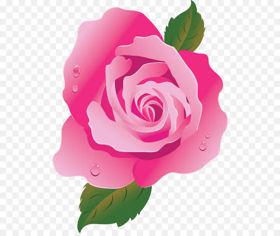 Rosa Rosa，Florescer PNG