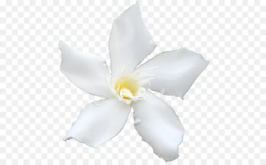 White Oleander，Oleander PNG