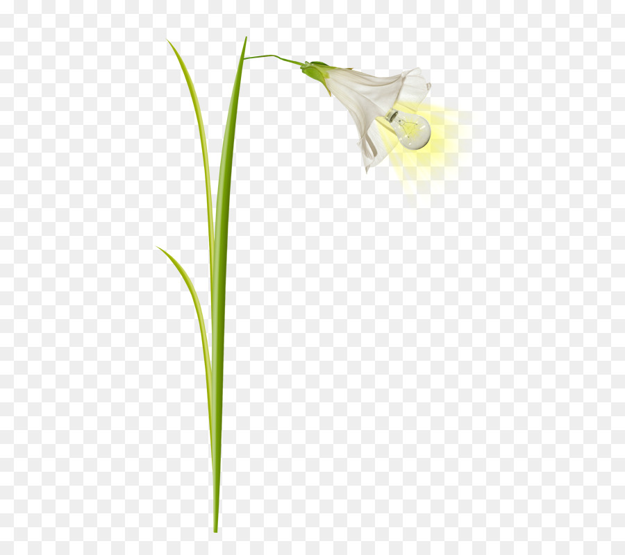 Flor，Tronco PNG