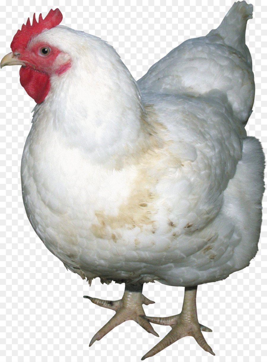 Frango Branco，Galinha PNG