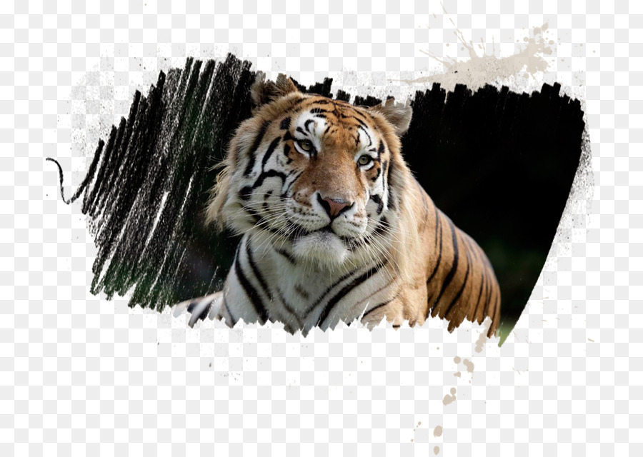 Sriracha Tiger Zoo，Tigres Preservação Estação PNG