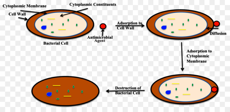 Célula Bacteriana，Antimicrobiano PNG