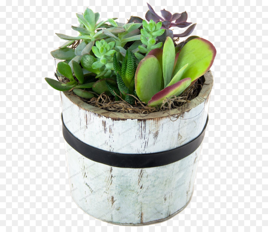 Plantas Suculentas Em Vaso，Verde PNG