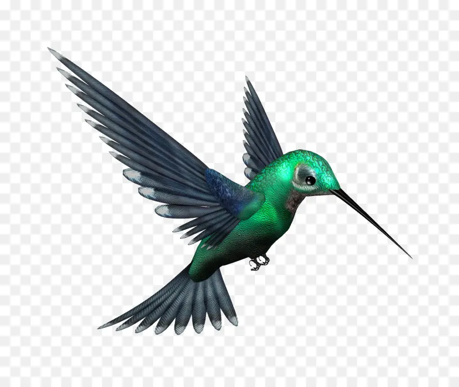 Colibri，Pássaro PNG