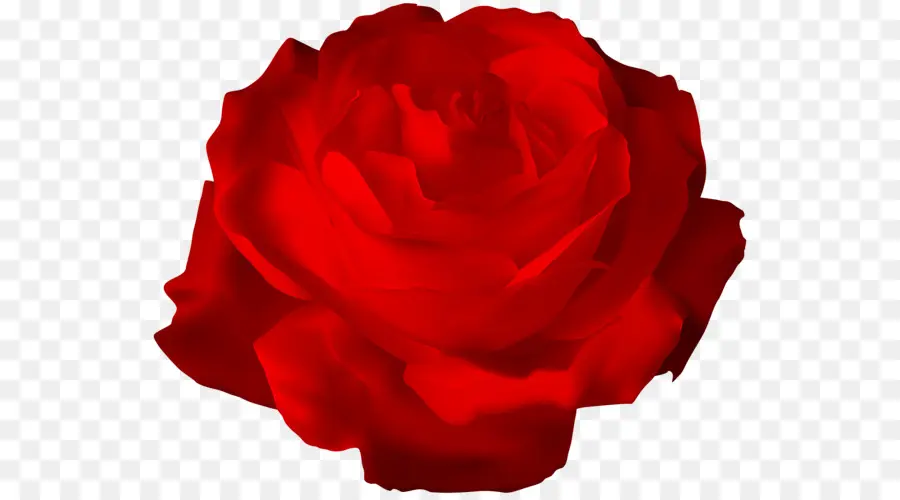 Rosa，Vermelho PNG