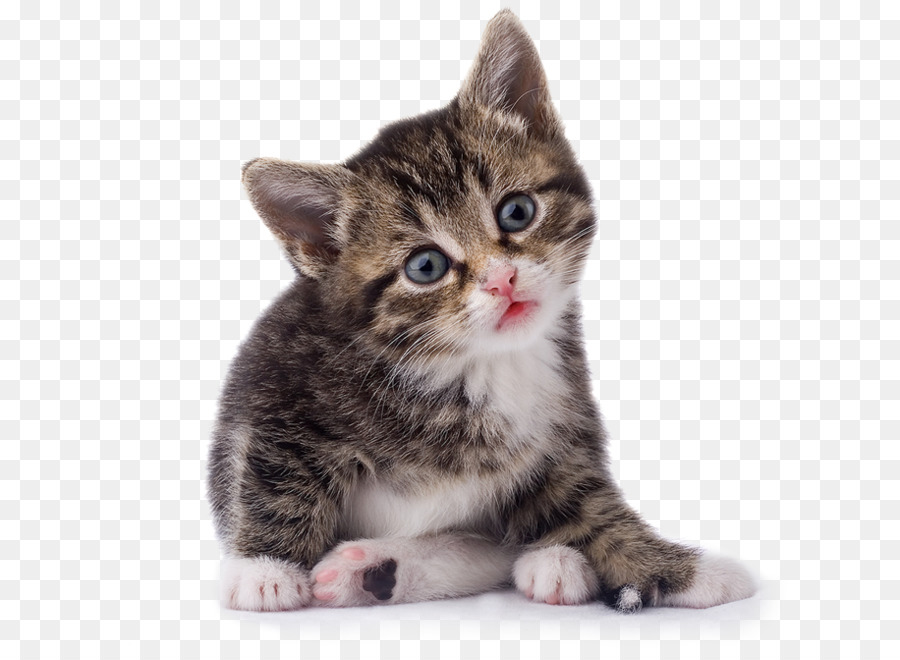 Gatinho Fofo，Gato PNG