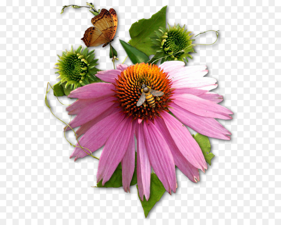 Flor，Comum Daisy PNG