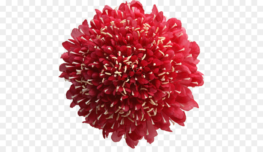 Flor Rosa，Florescer PNG